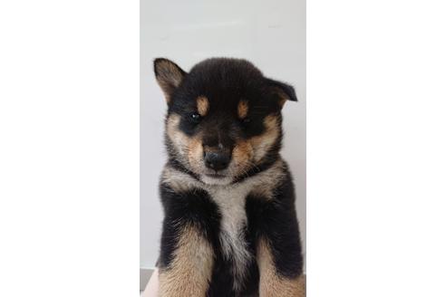 成約済の北海道の柴犬-107673の1枚目